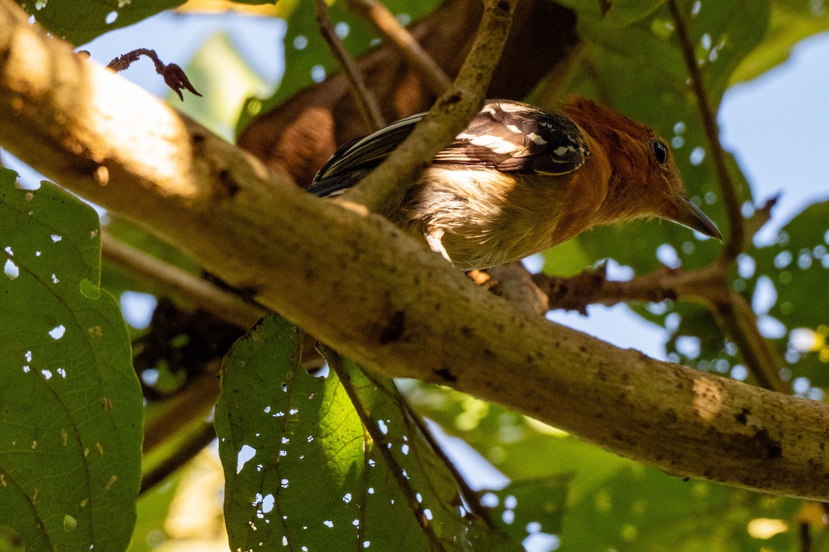 Amazonian Antshrike - ML642992383