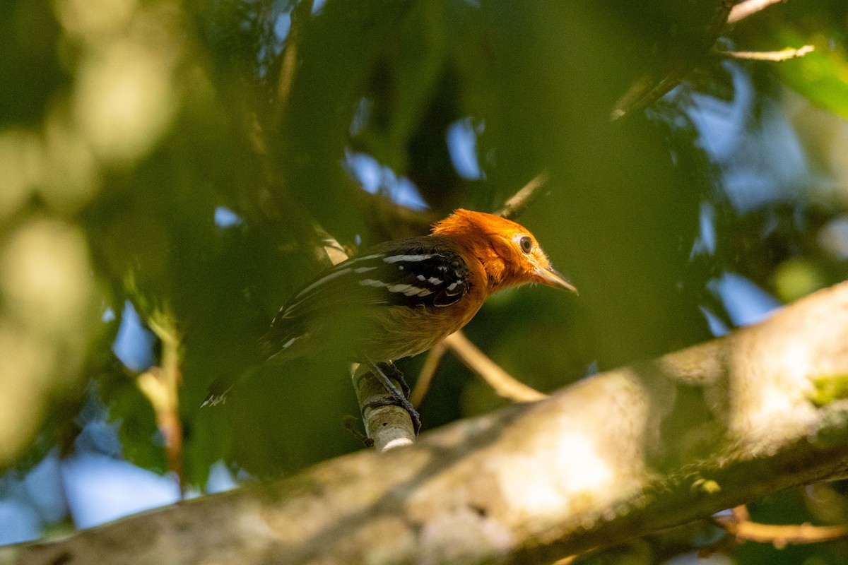 Amazonian Antshrike - ML642992384