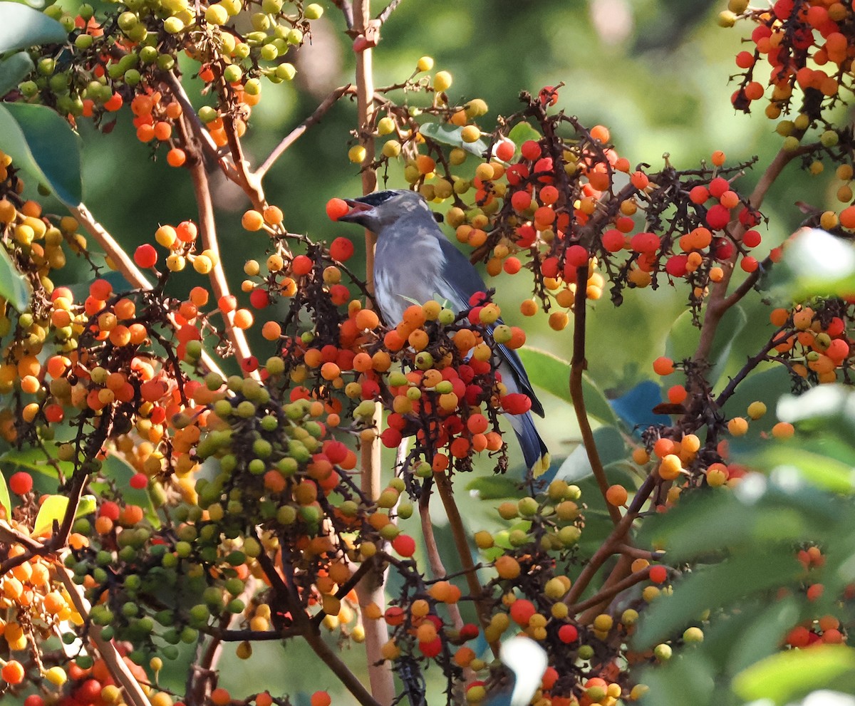 Cedar Waxwing - ML642992395