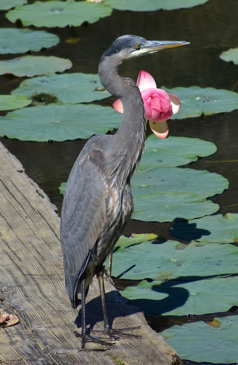 Great Blue Heron - ML642992401