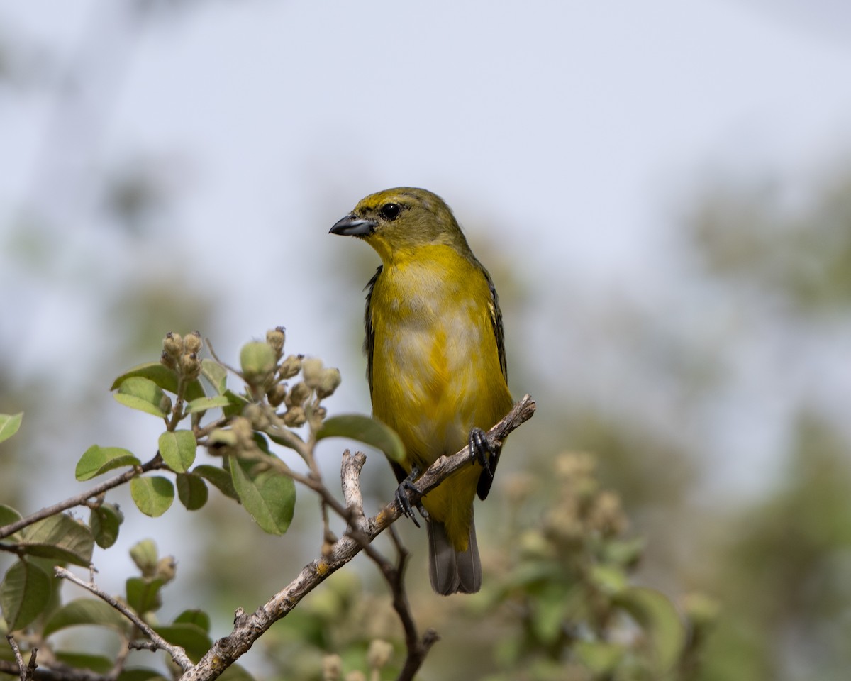 Trinidad Euphonia - ML642992402