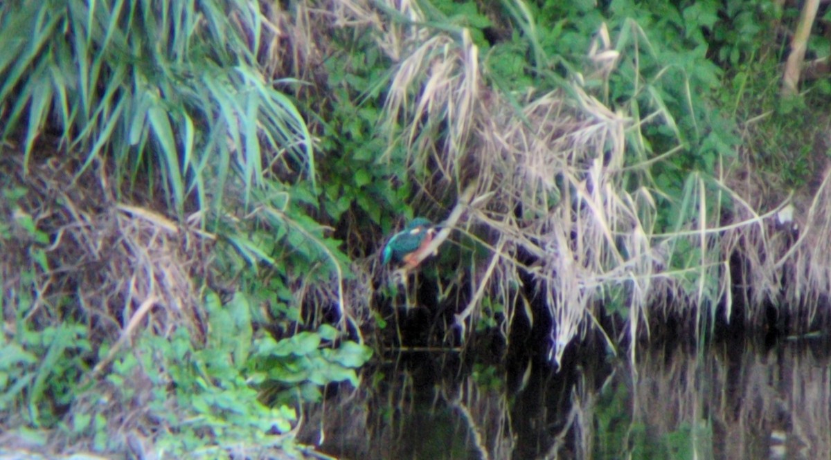 ledňáček říční - ML642992403