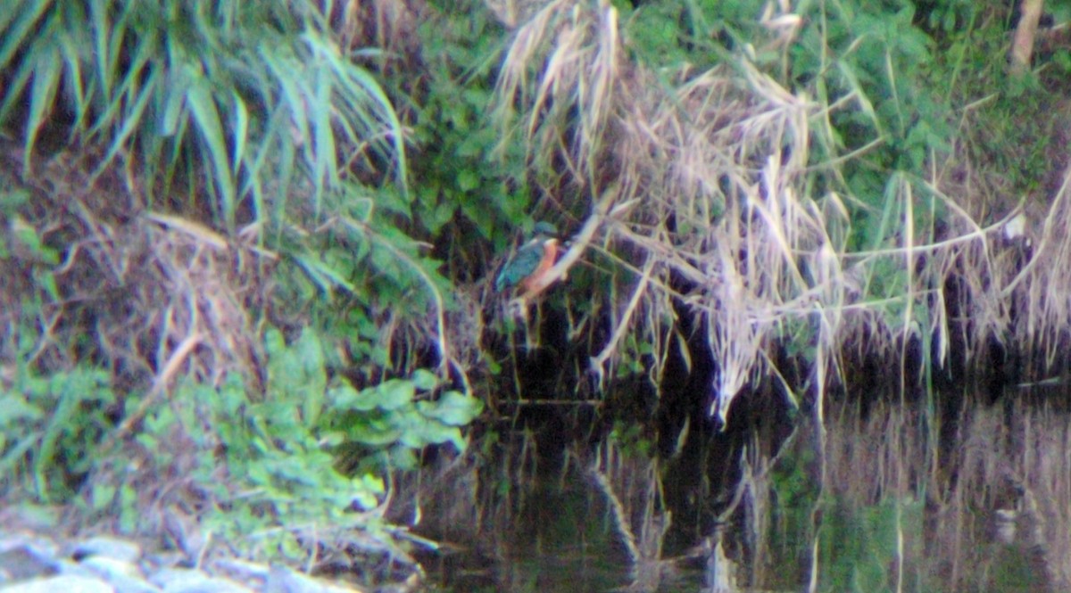 ledňáček říční - ML642992404