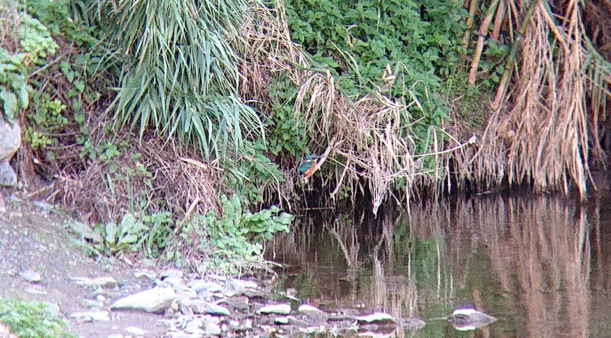 ledňáček říční - ML642992405