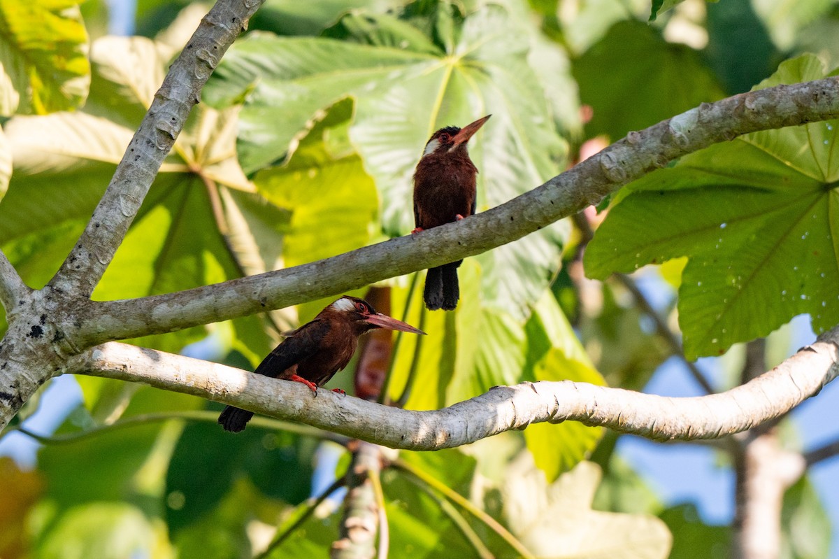 White-eared Jacamar - ML642992406