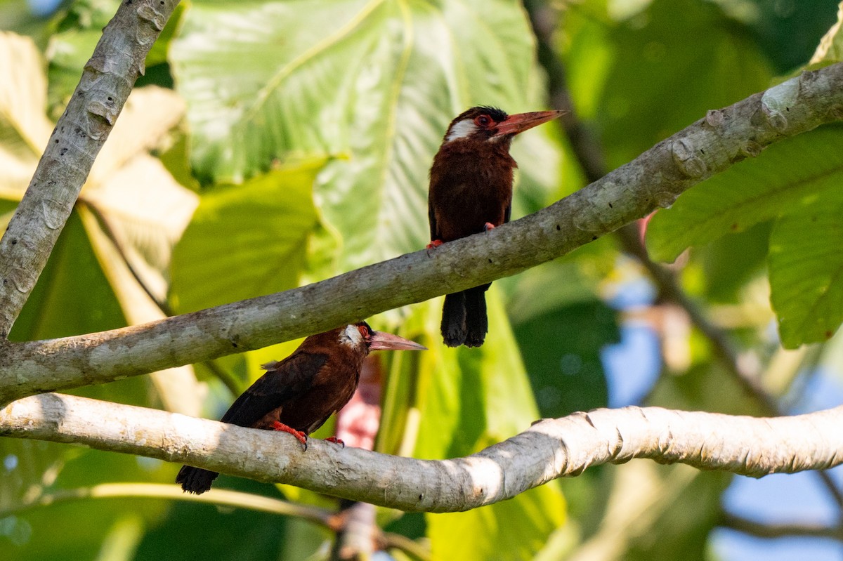White-eared Jacamar - ML642992407