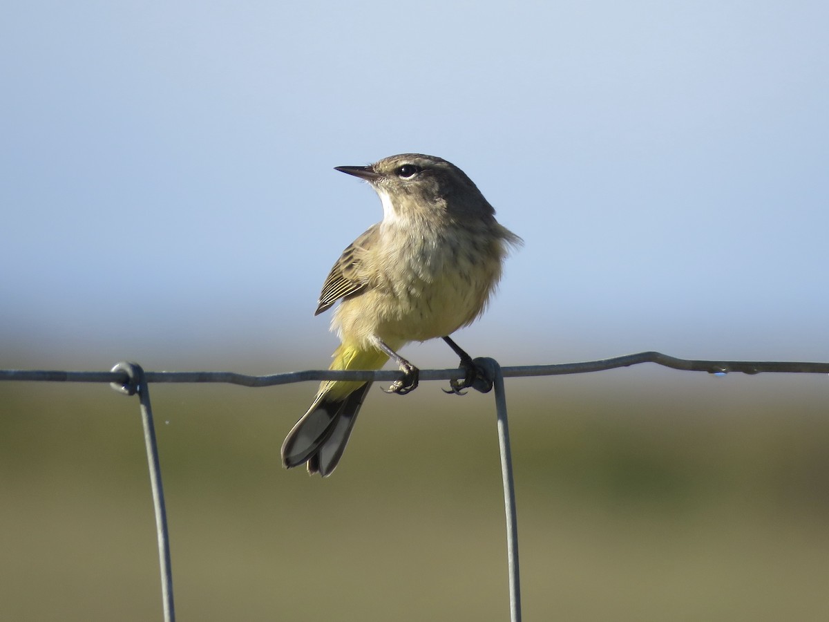 Palm Warbler - ML642992416