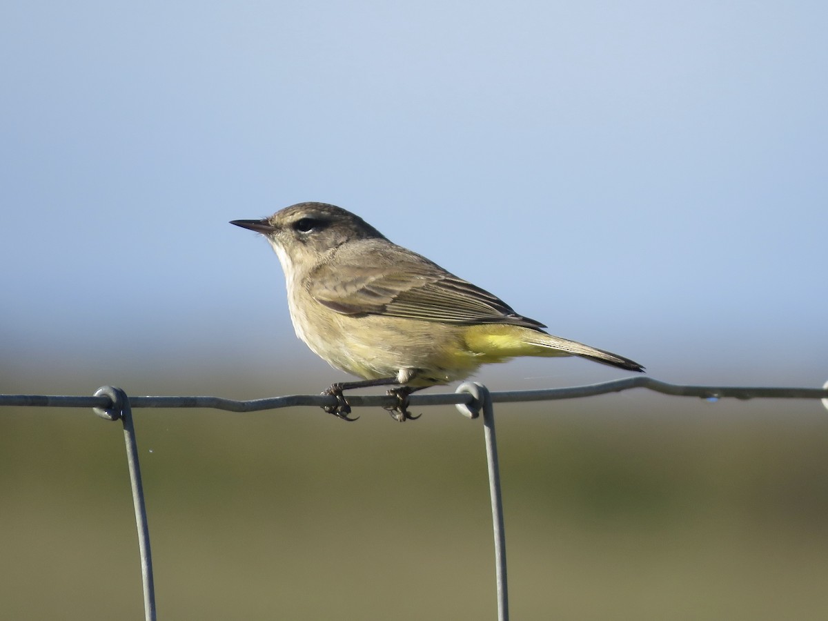 Palm Warbler - ML642992417