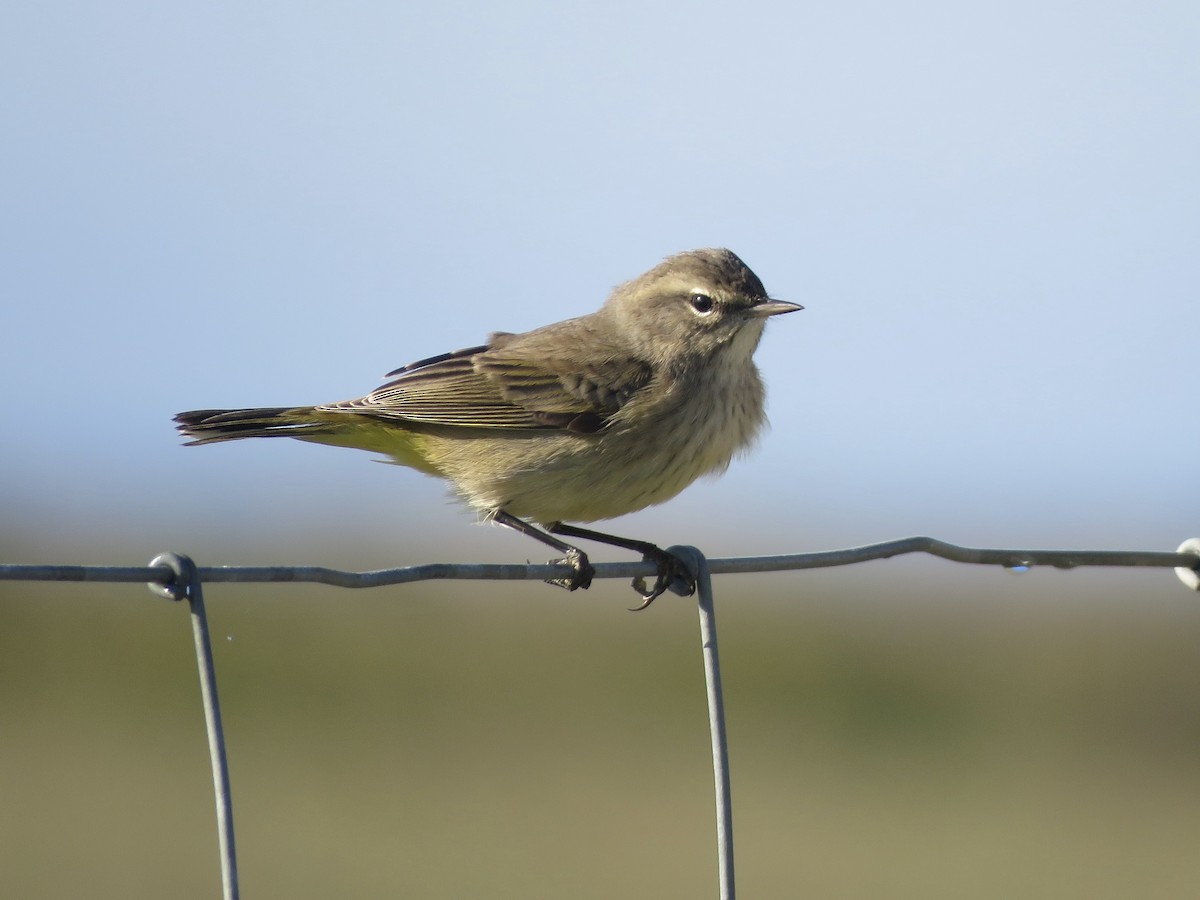 Palm Warbler - ML642992418