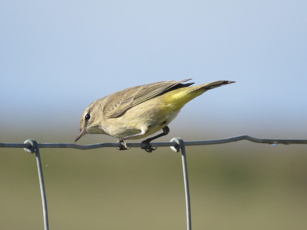 Palm Warbler - ML642992419