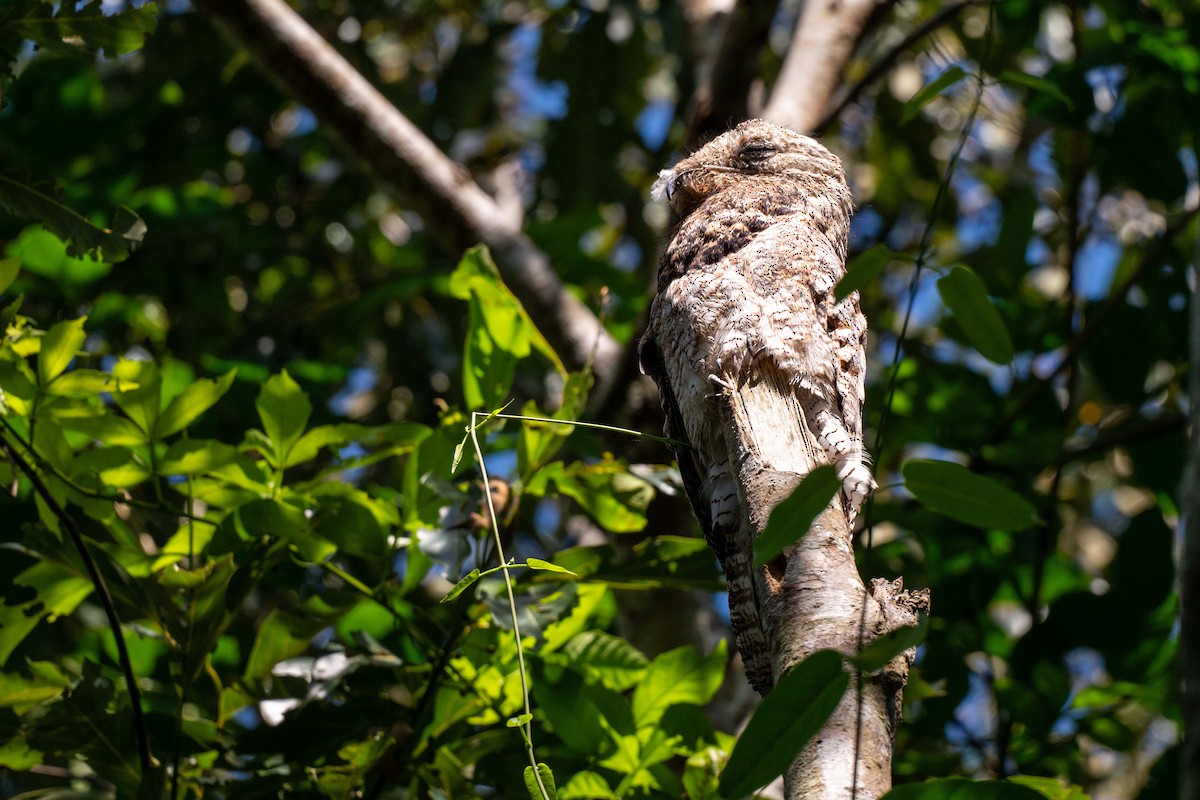 Great Potoo - ML642992420