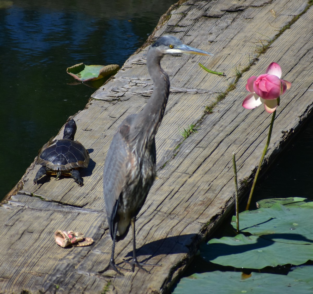 Great Blue Heron - ML642992421