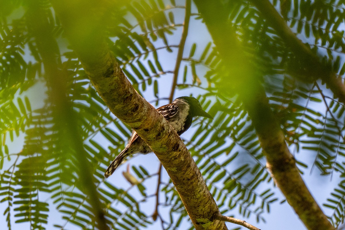 Black-crested Antshrike - ML642992423