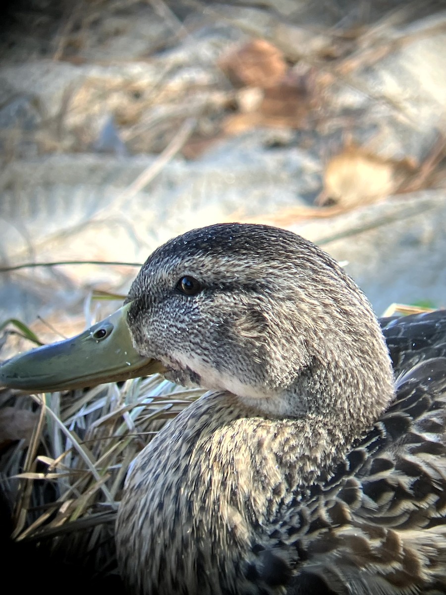 Canard colvert - ML642992426