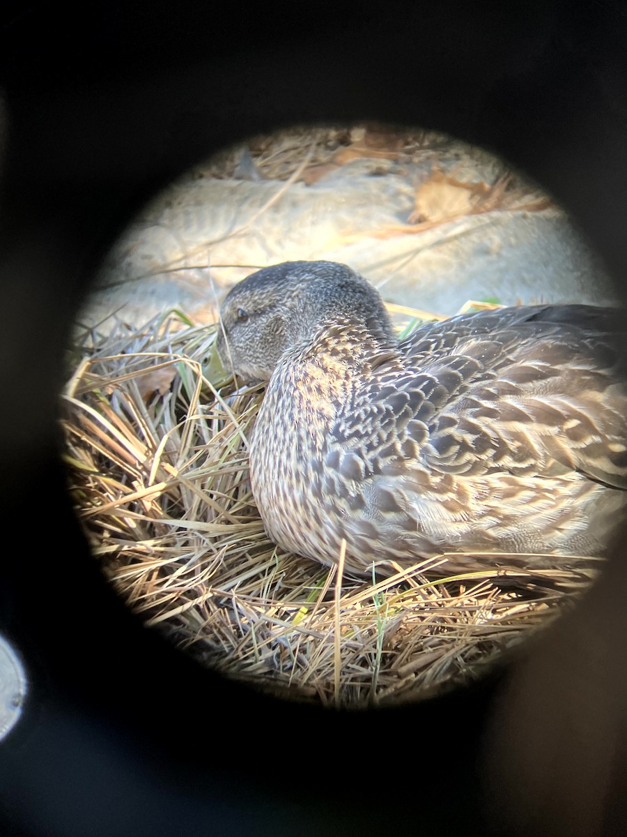 Canard colvert - ML642992427