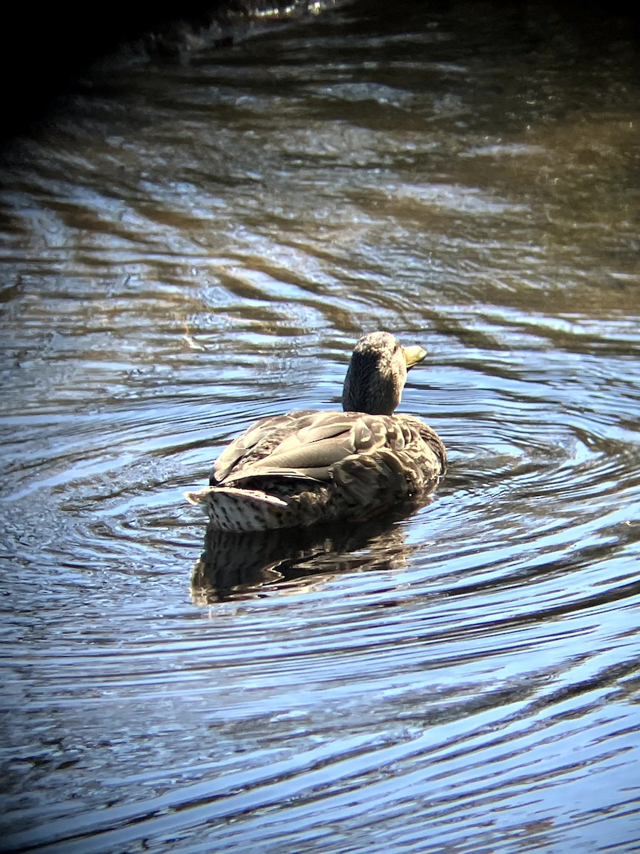 Canard colvert - ML642992429