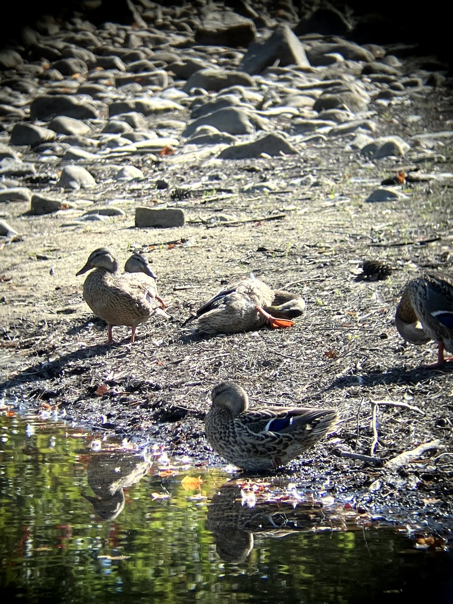 Canard colvert - ML642992433