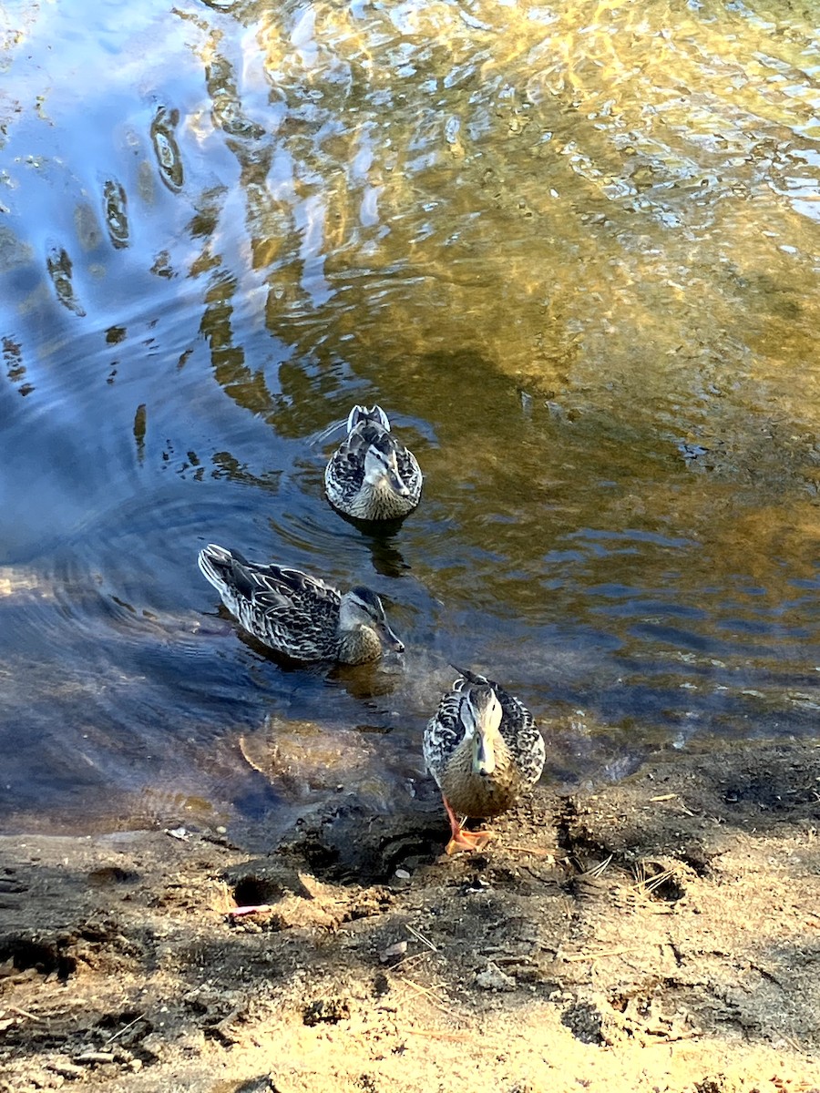 Canard colvert - ML642992435