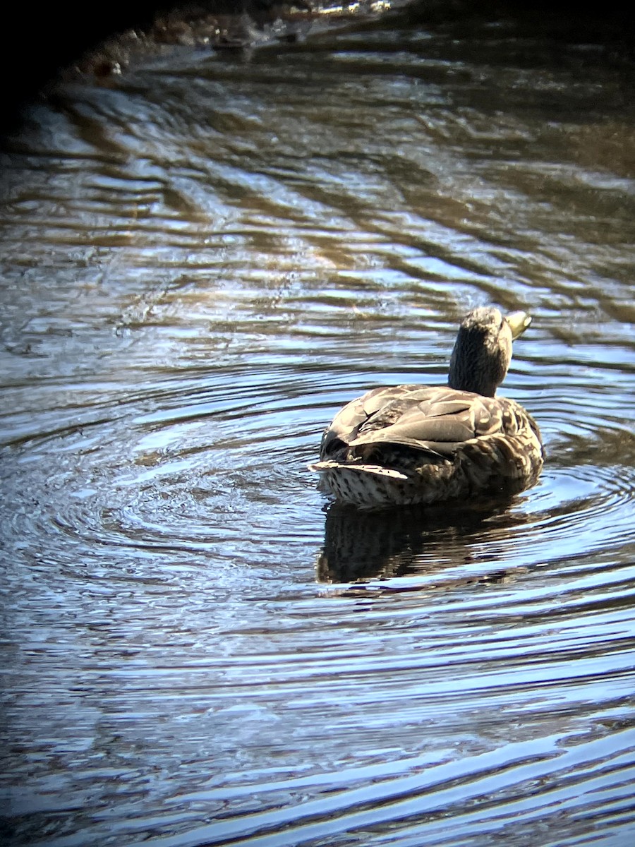 Canard colvert - ML642992436