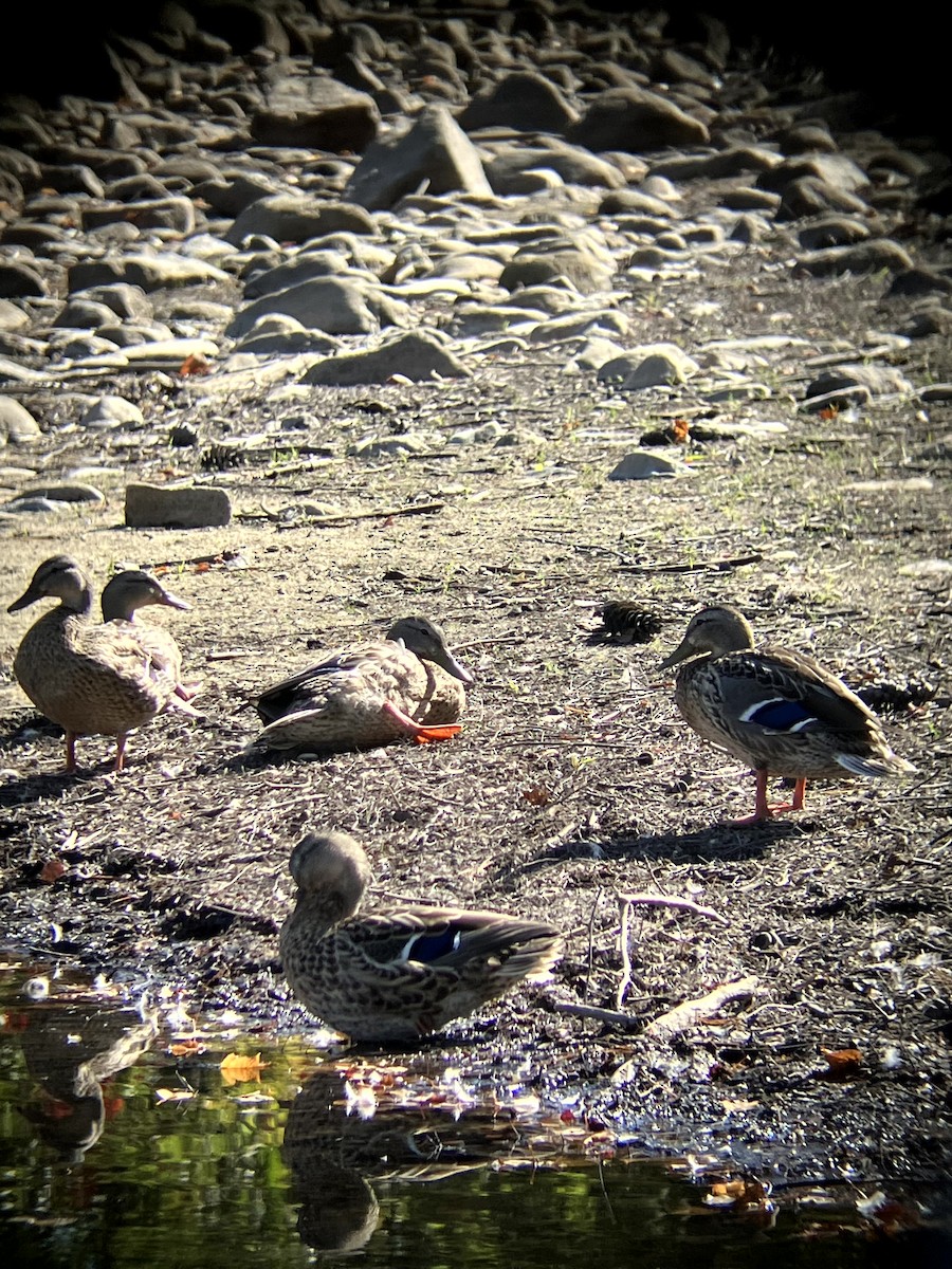 Canard colvert - ML642992438