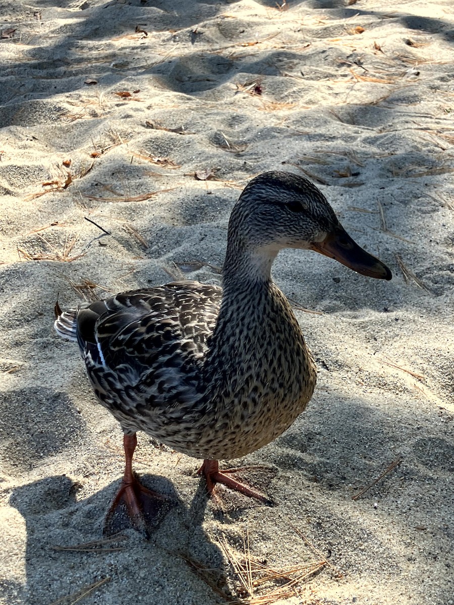 Canard colvert - ML642992439