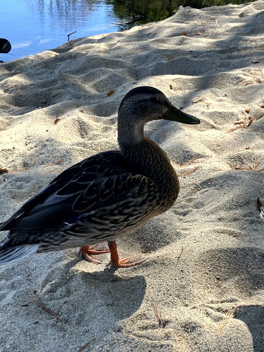 Canard colvert - ML642992441
