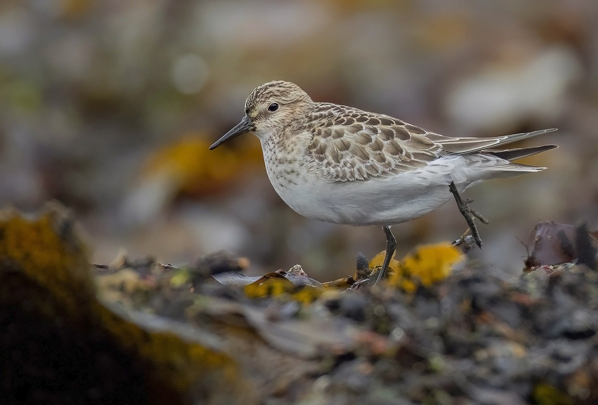 Baird's Sandpiper - ML642992449