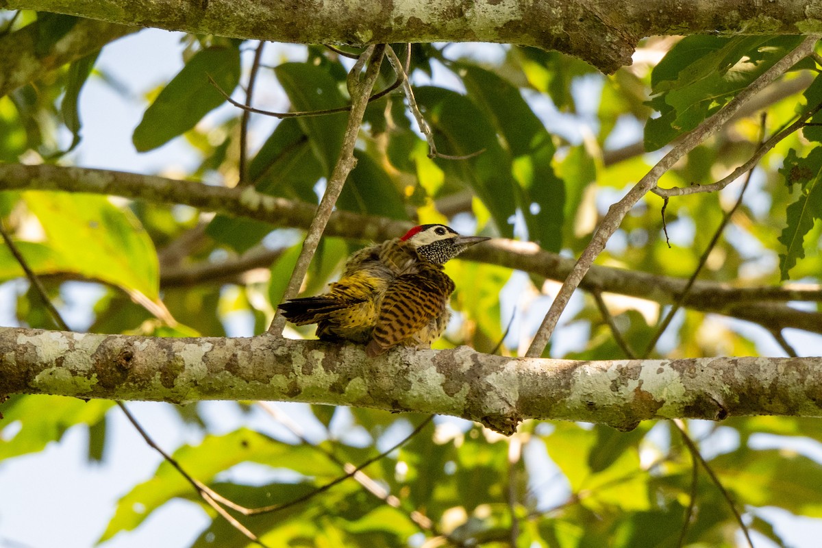 Spot-breasted Woodpecker - ML642992450