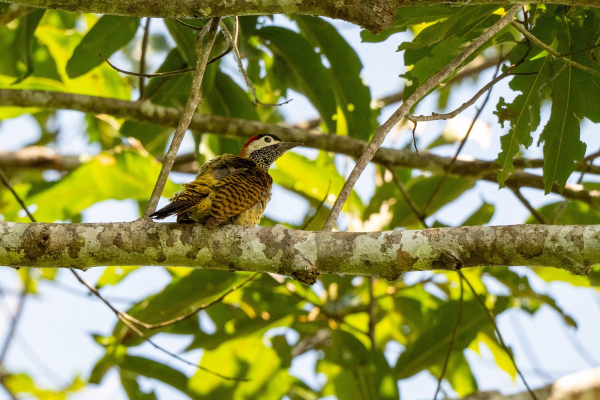 Spot-breasted Woodpecker - ML642992451