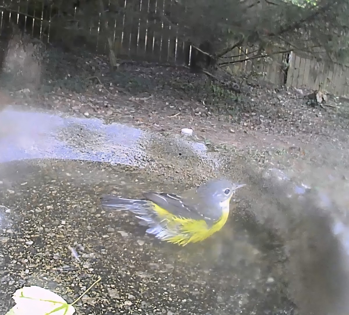 Magnolia Warbler - ML642992467