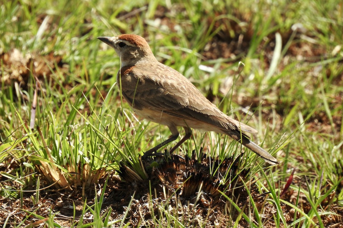 Red-capped Lark - ML642992469