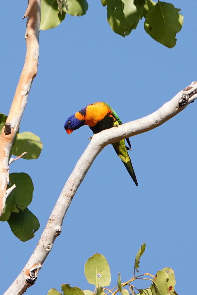 Red-collared Lorikeet - ML642992473