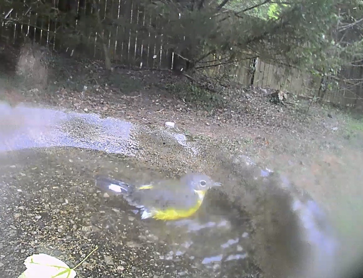 Magnolia Warbler - ML642992479