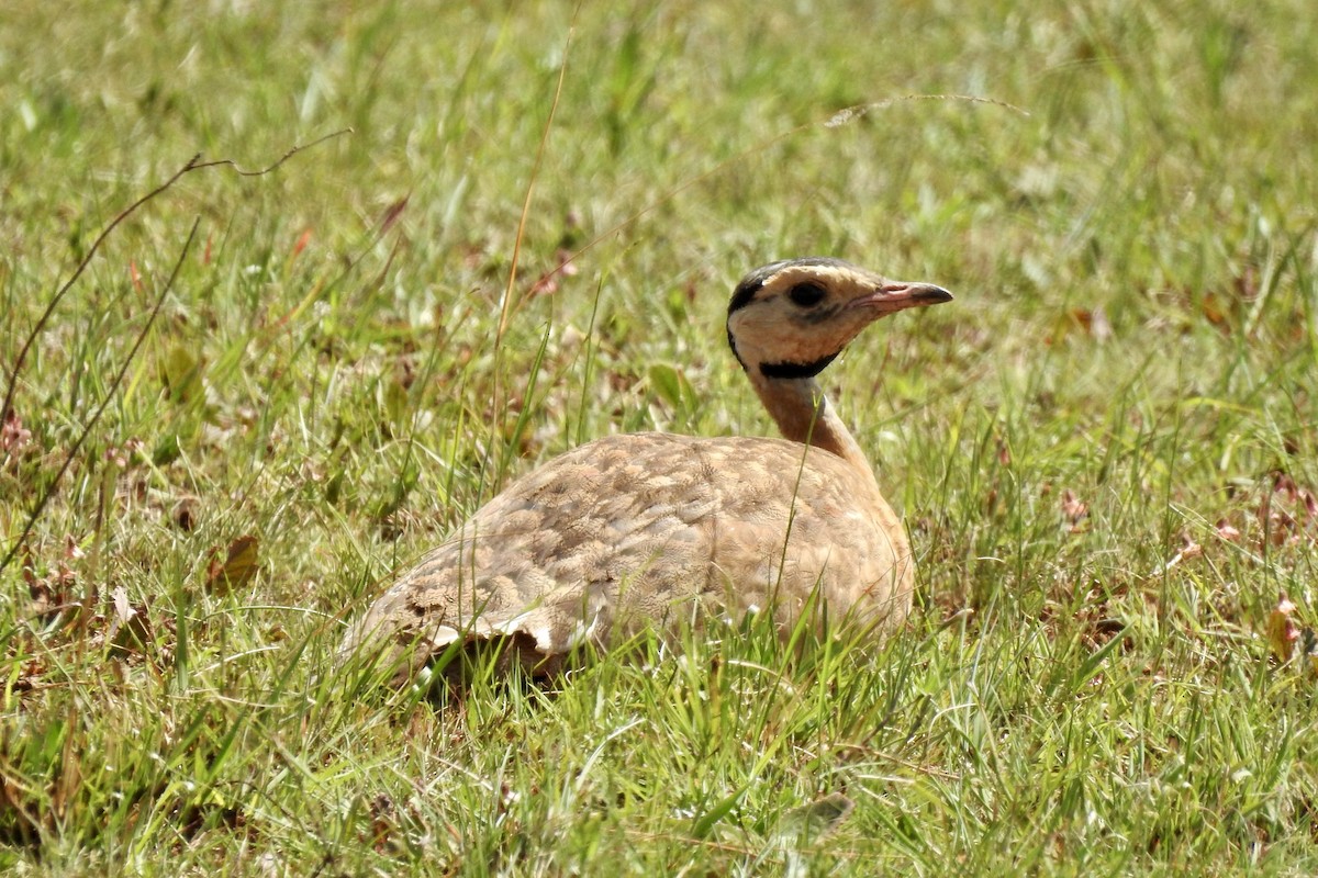 White-bellied Bustard - ML642992483