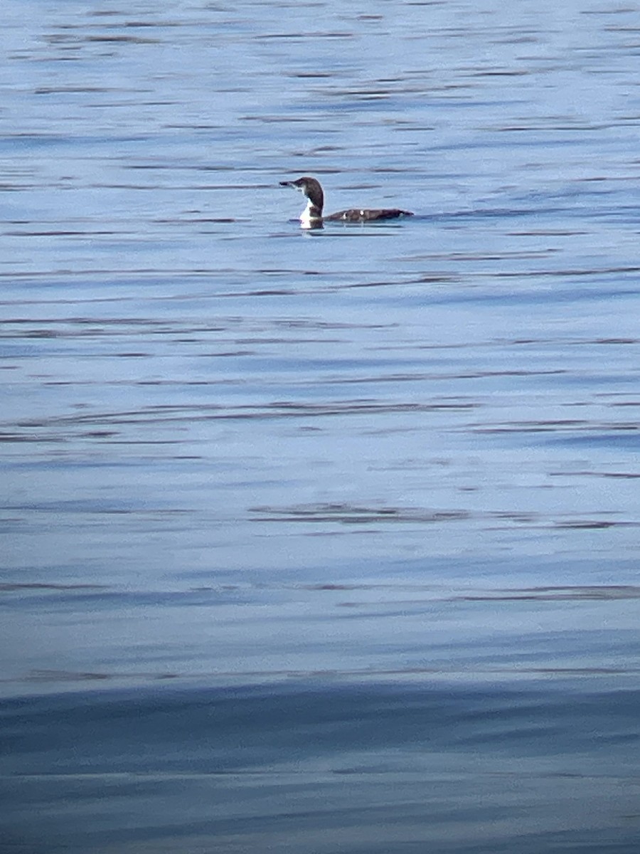 Plongeon huard - ML642992486