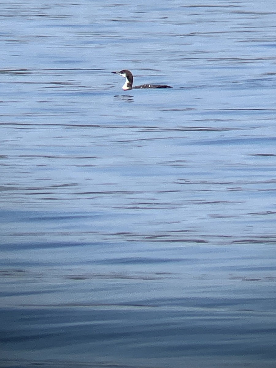 Plongeon huard - ML642992487