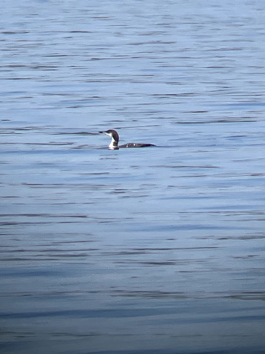 Plongeon huard - ML642992488