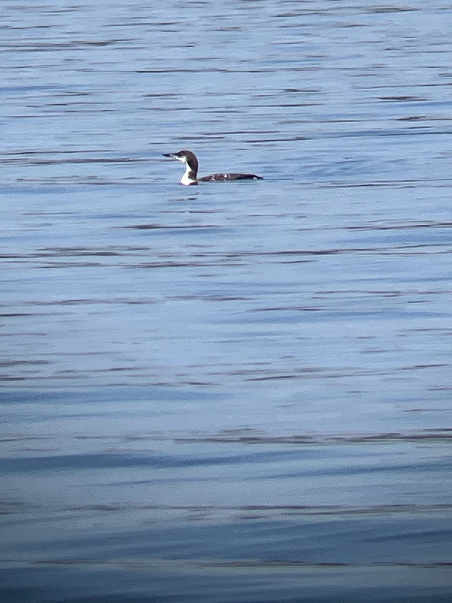 Plongeon huard - ML642992489