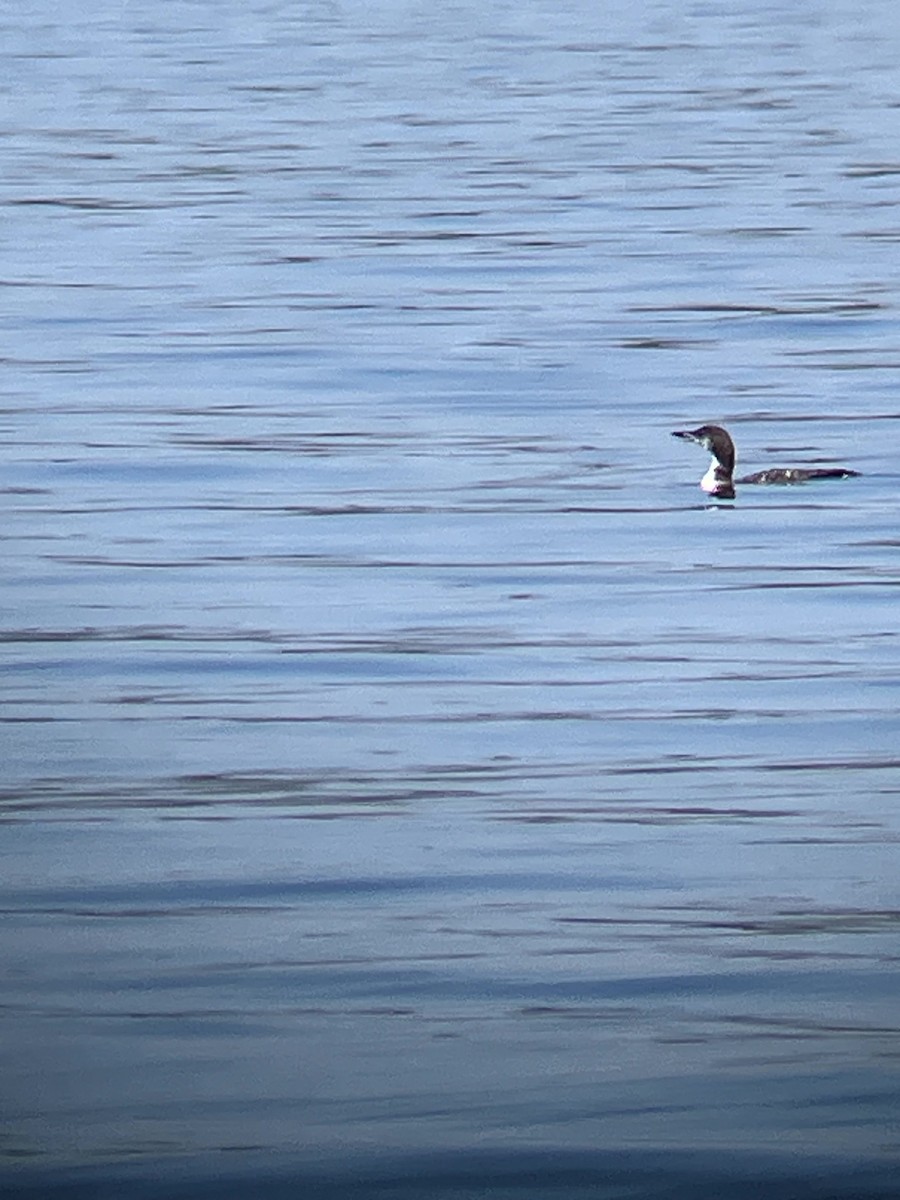 Plongeon huard - ML642992490