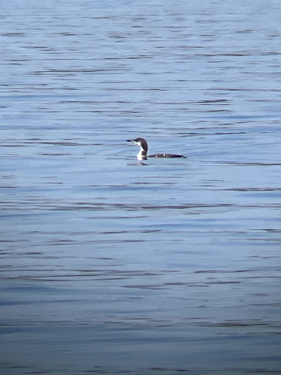 Plongeon huard - ML642992491