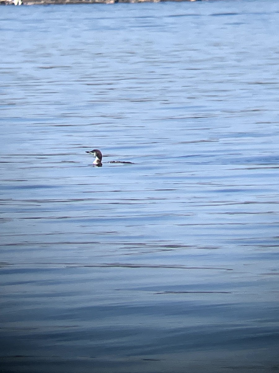 Plongeon huard - ML642992492