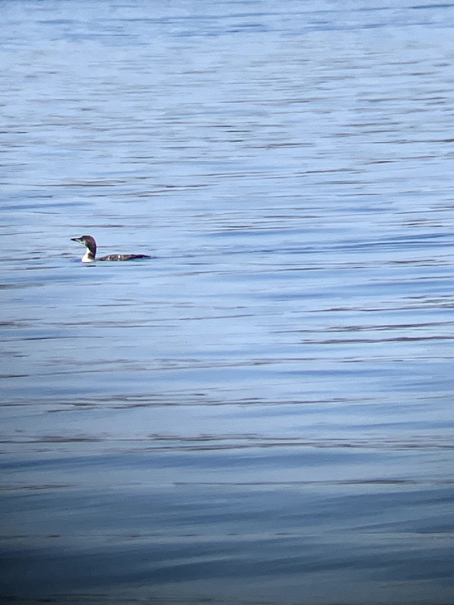 Plongeon huard - ML642992493