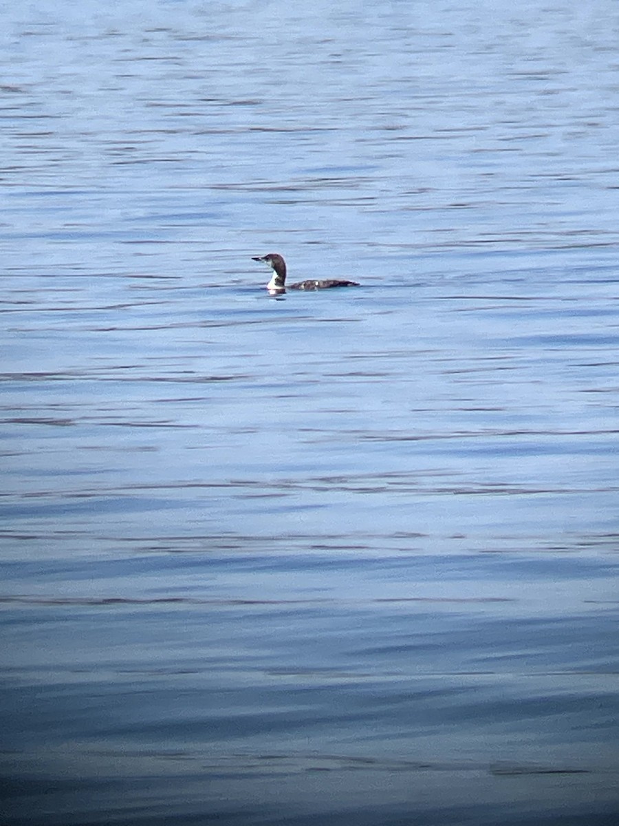 Plongeon huard - ML642992494