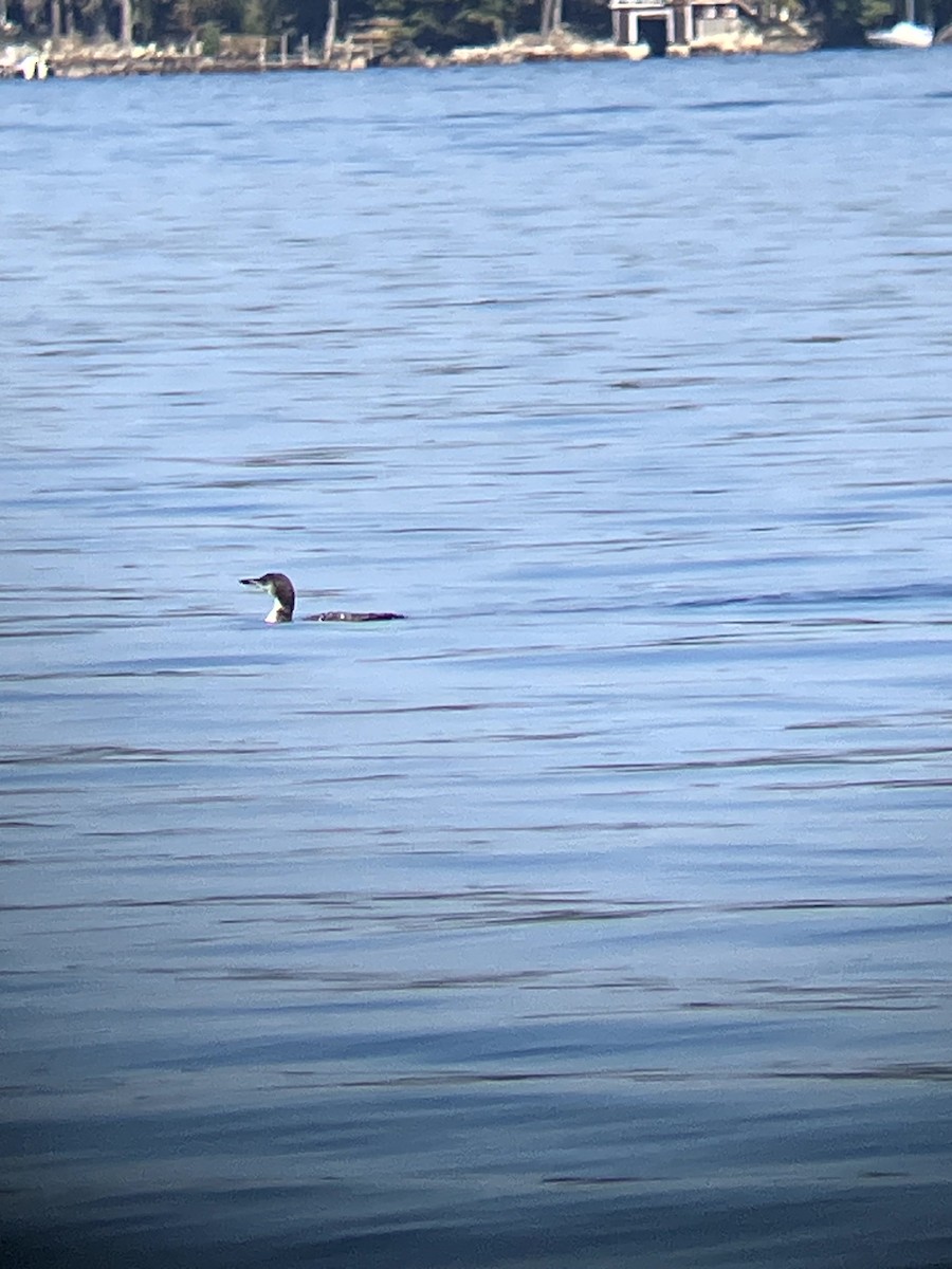 Plongeon huard - ML642992495