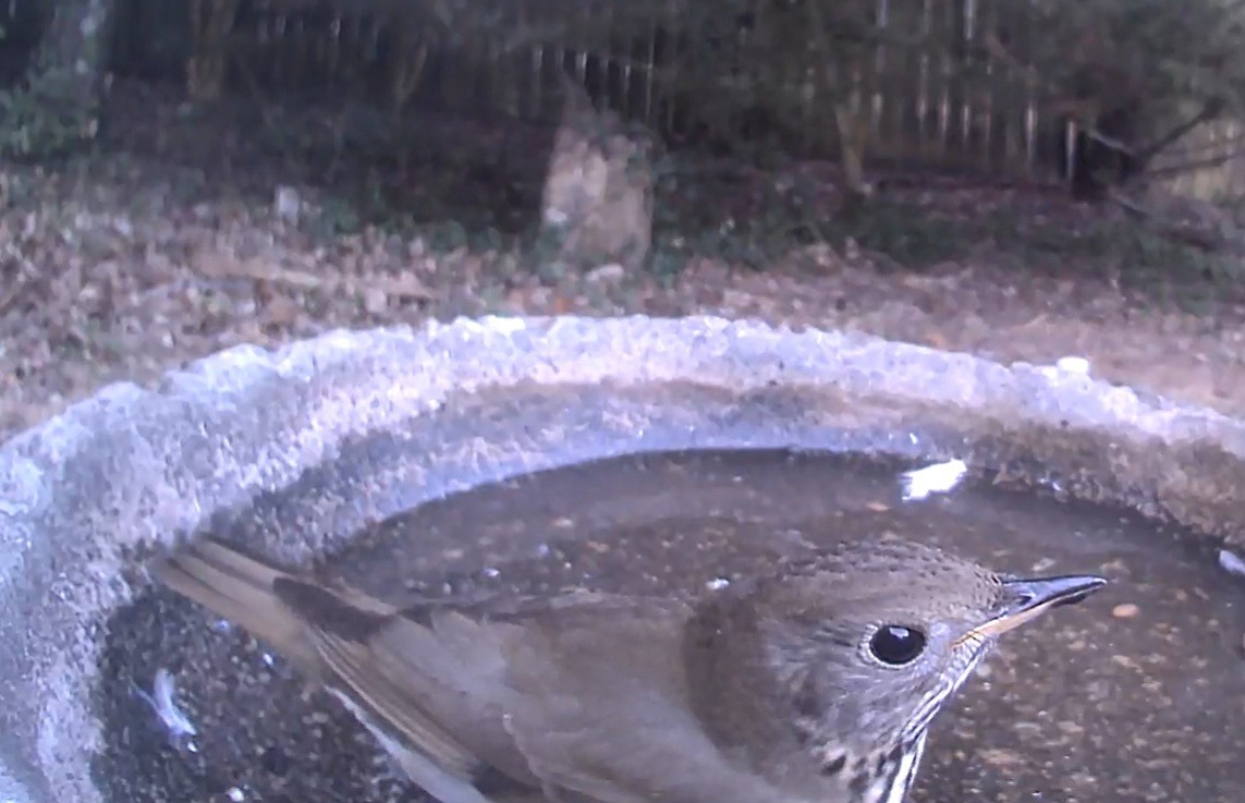 Gray-cheeked Thrush - ML642992519