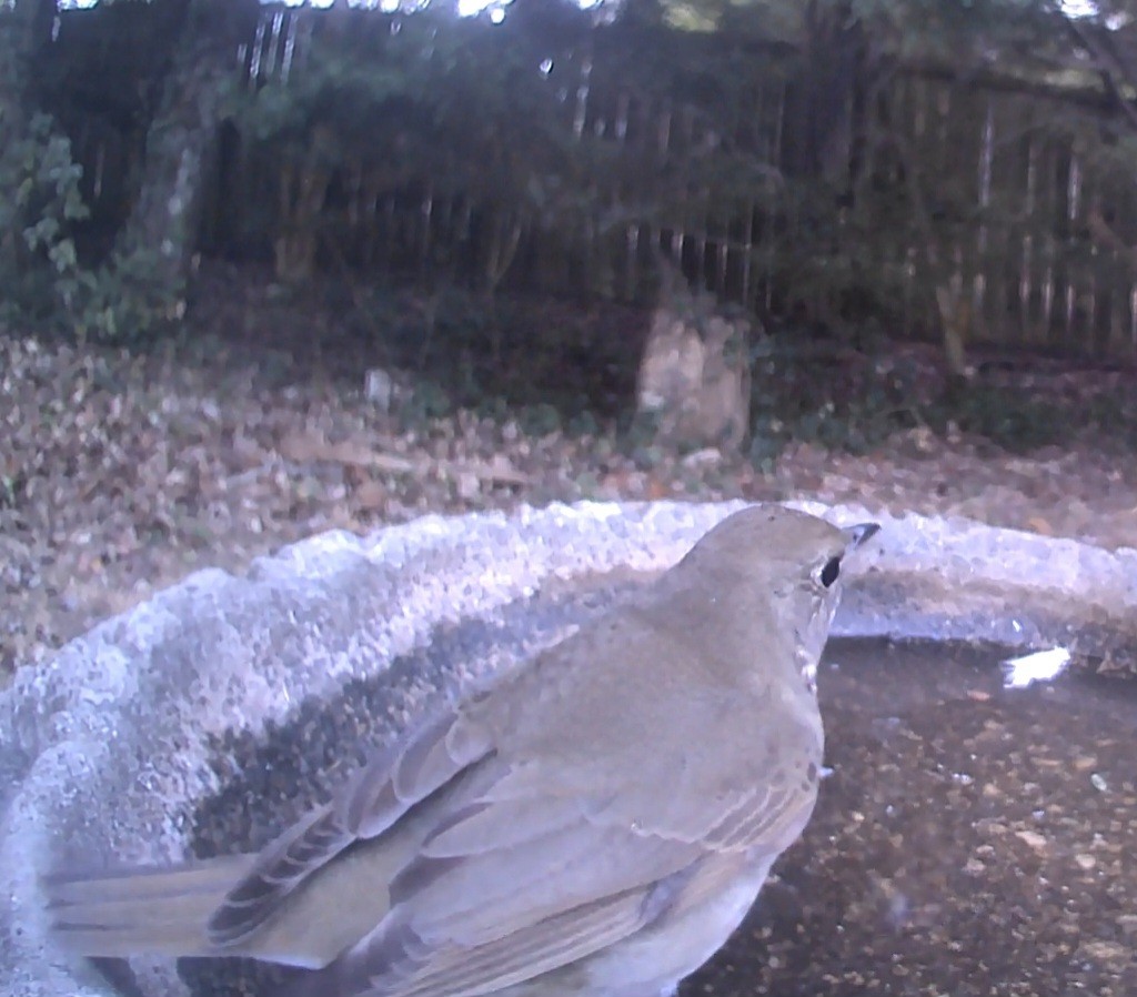 Gray-cheeked Thrush - ML642992520
