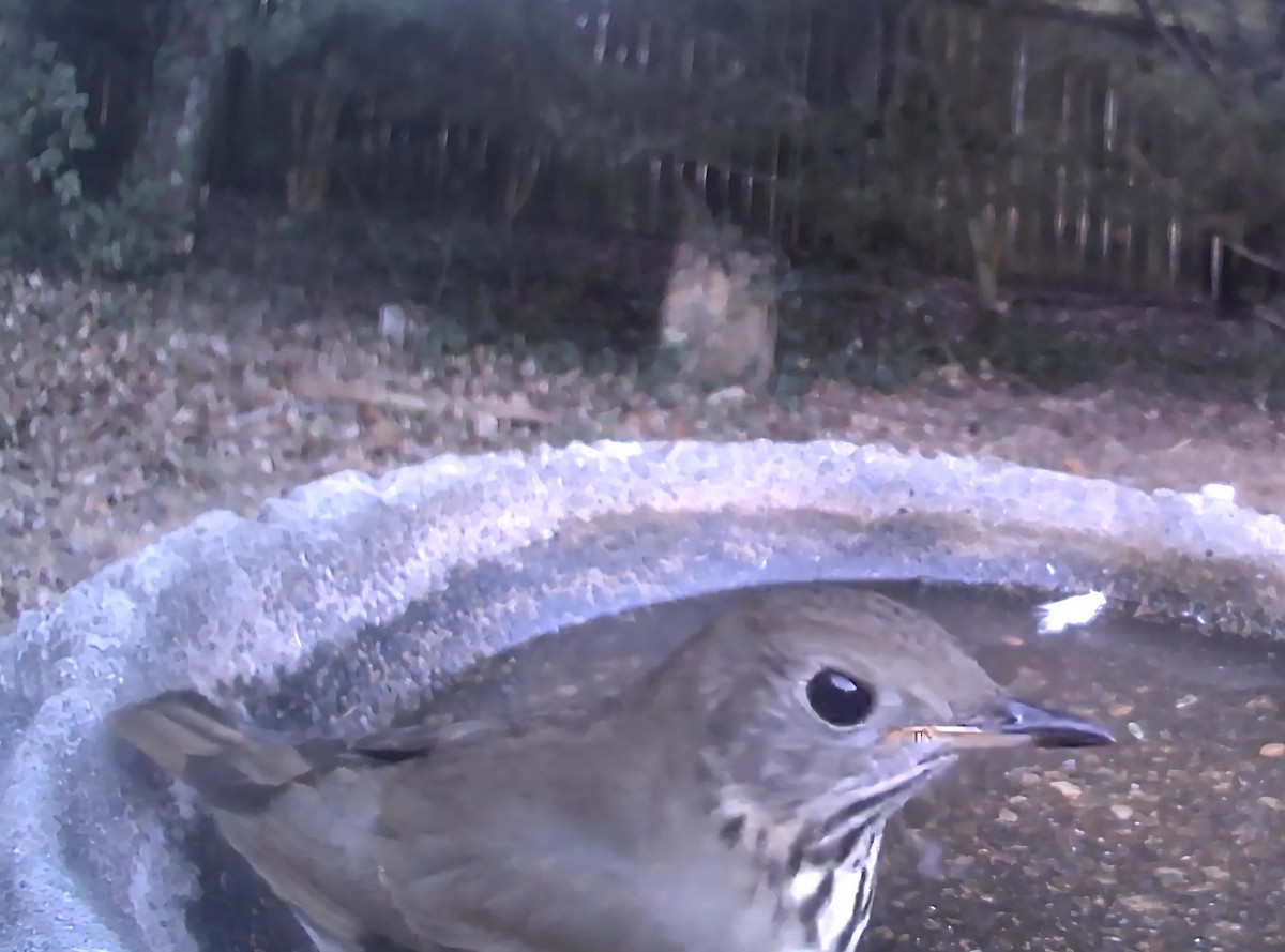 Gray-cheeked Thrush - ML642992521