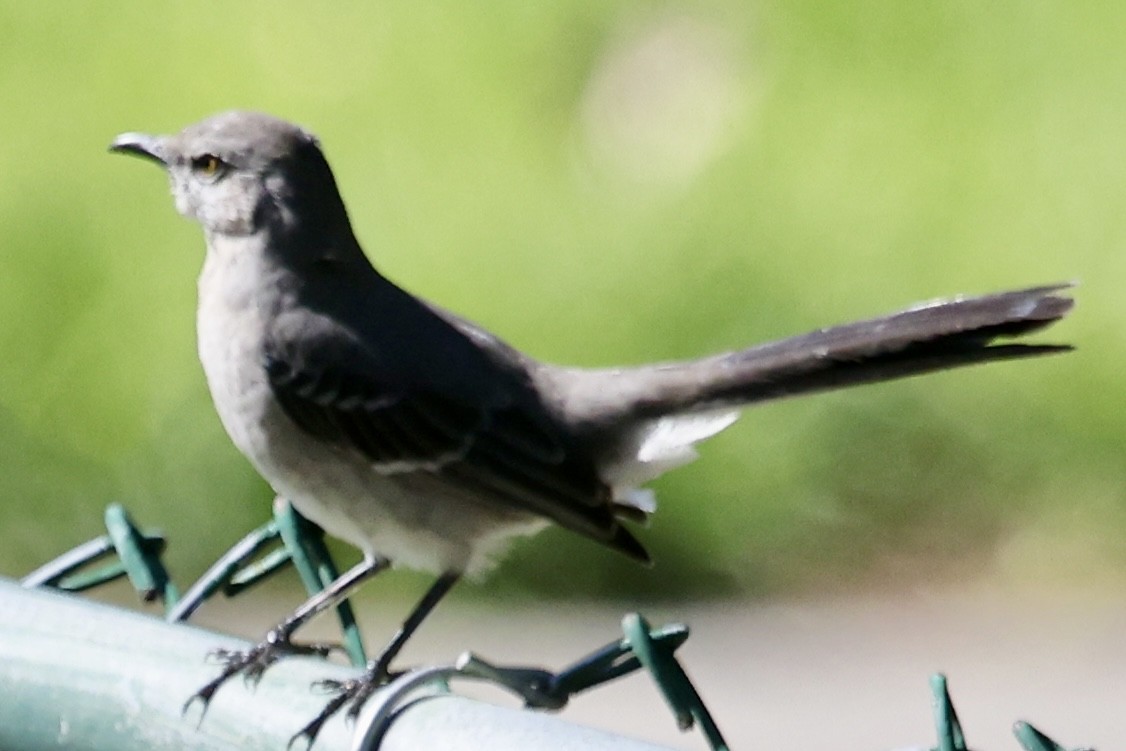 Northern Mockingbird - ML642992538