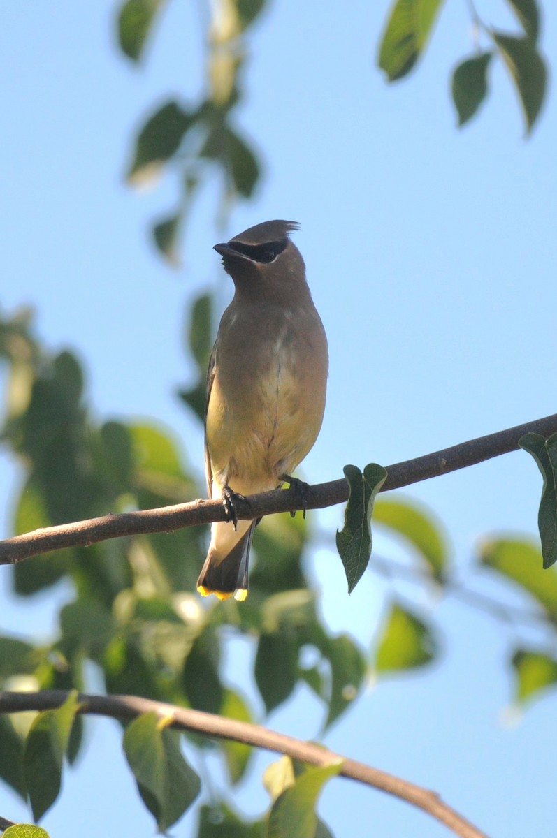 einersidensvans - ML642992555