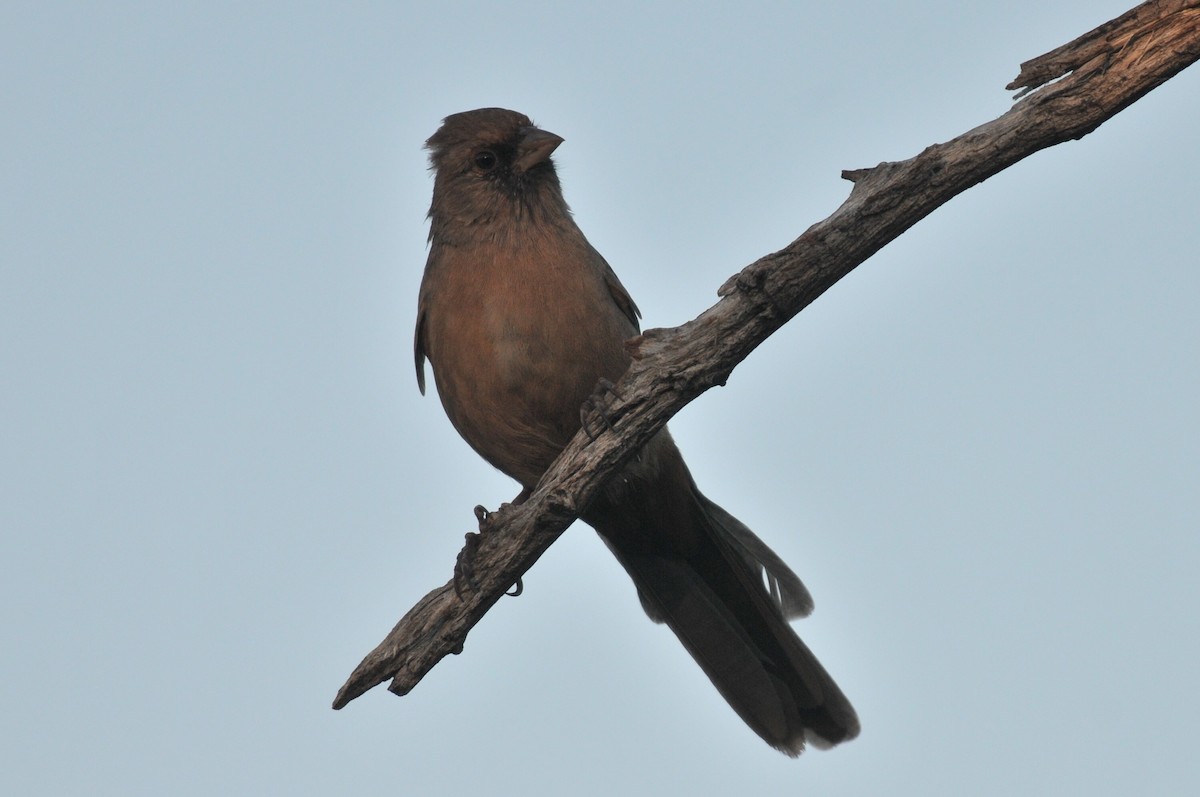 Abert's Towhee - ML642992591